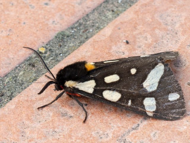 Callimorpha dominula?